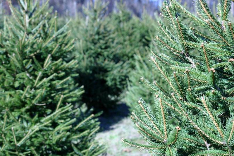 Fleurs/Sapins de Noël